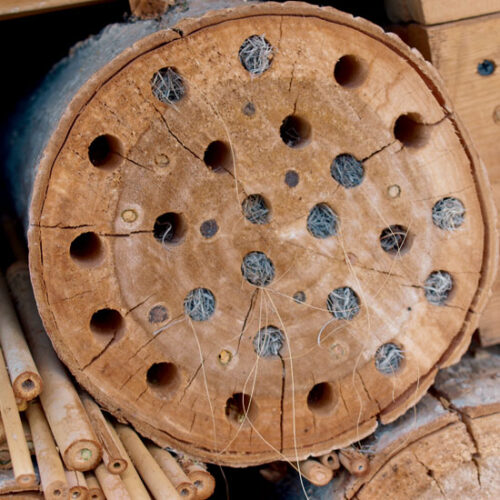 How to Attract Wasps for Organic Pest Management